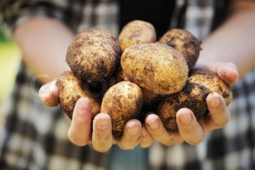 В музее Плевицкой снова устроят праздник картошки