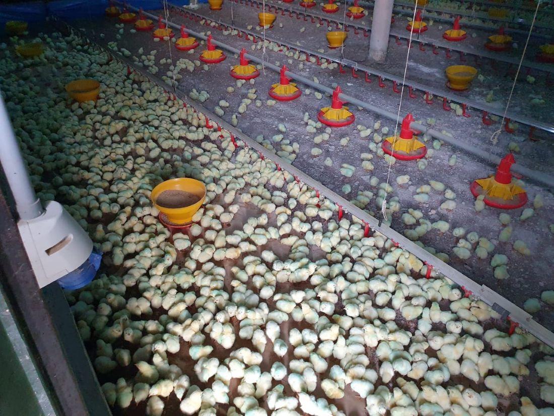 Technology and Trade Help Us Grow and Deliver Protein-rich Food to the World