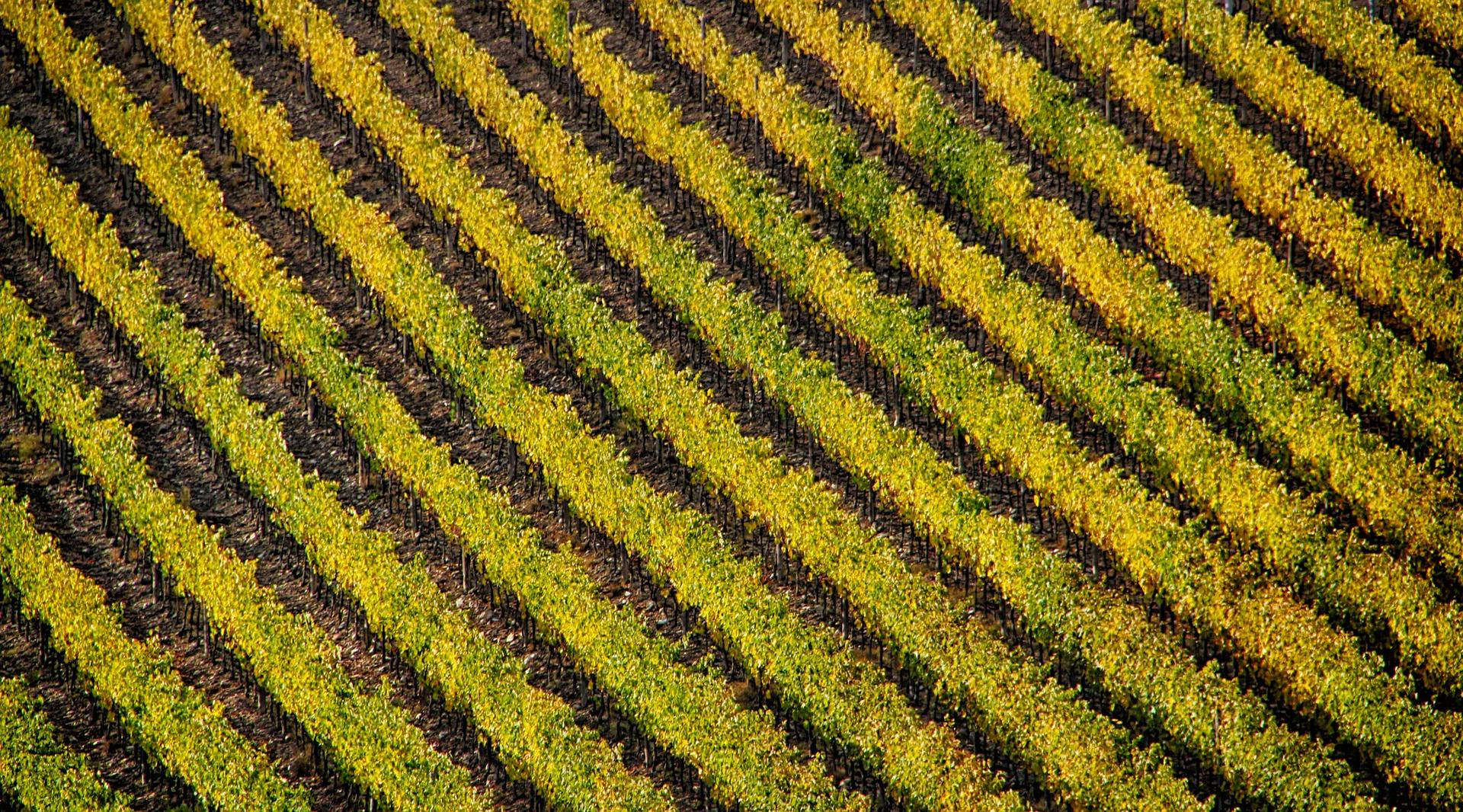 Fighting in Italy for the Freedom to Farm