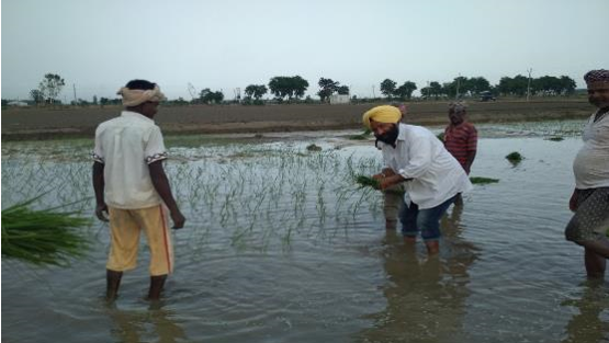 Innovative Rice Cultivation Is Producing Positive Economic and Environmental Results
