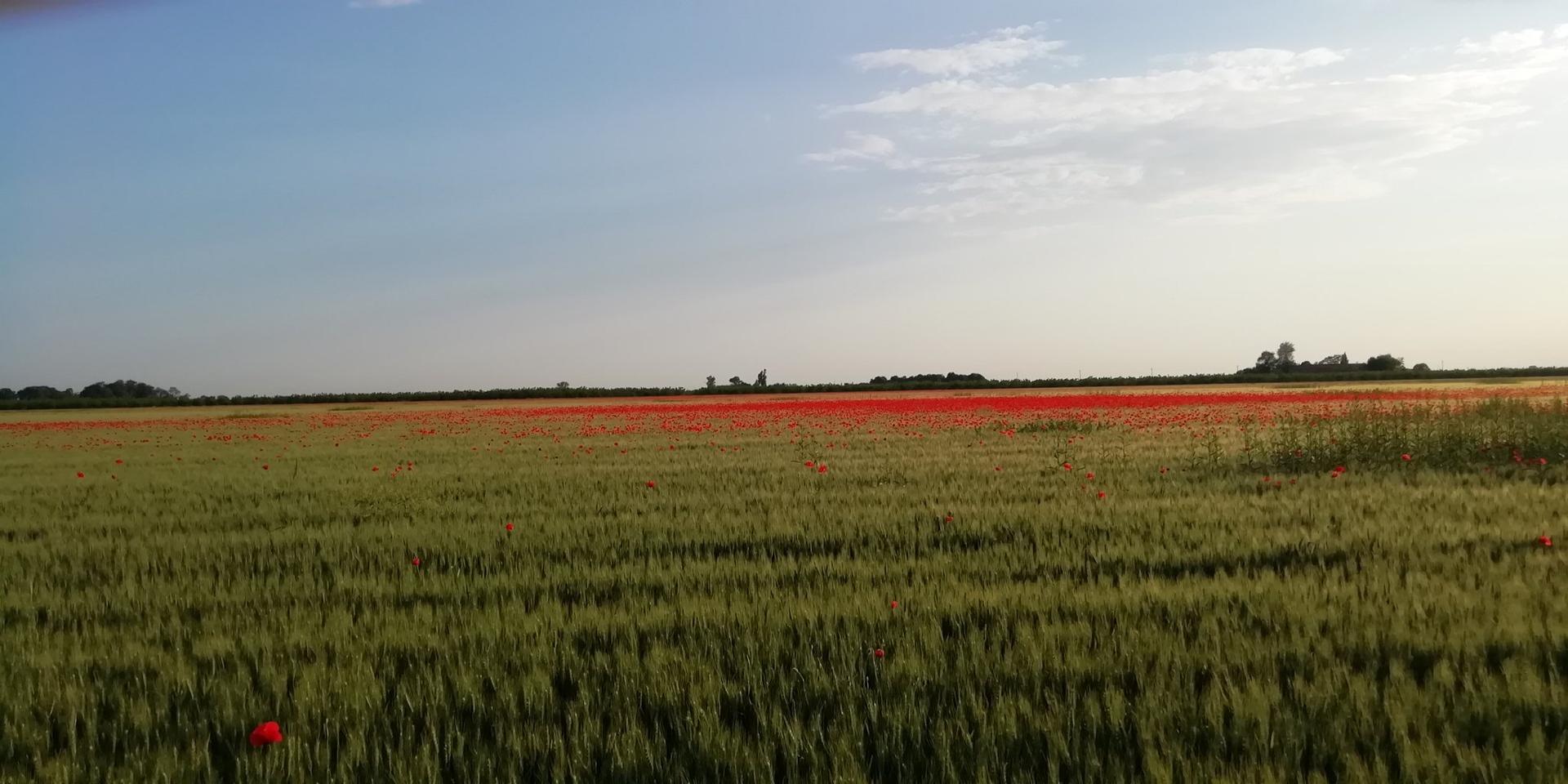 EU Progress Possible When Sound Science Used to Grow More Food