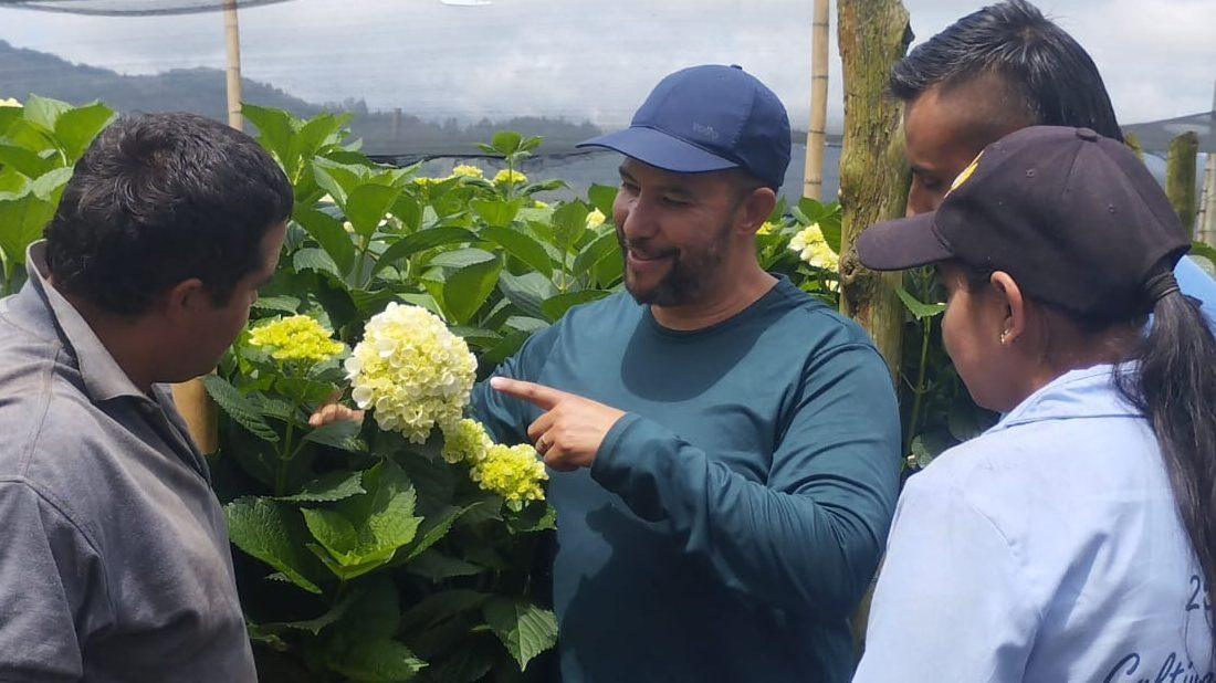 Hydrangeas from Colombia: Beauty, Technology, and Sustainability for the World