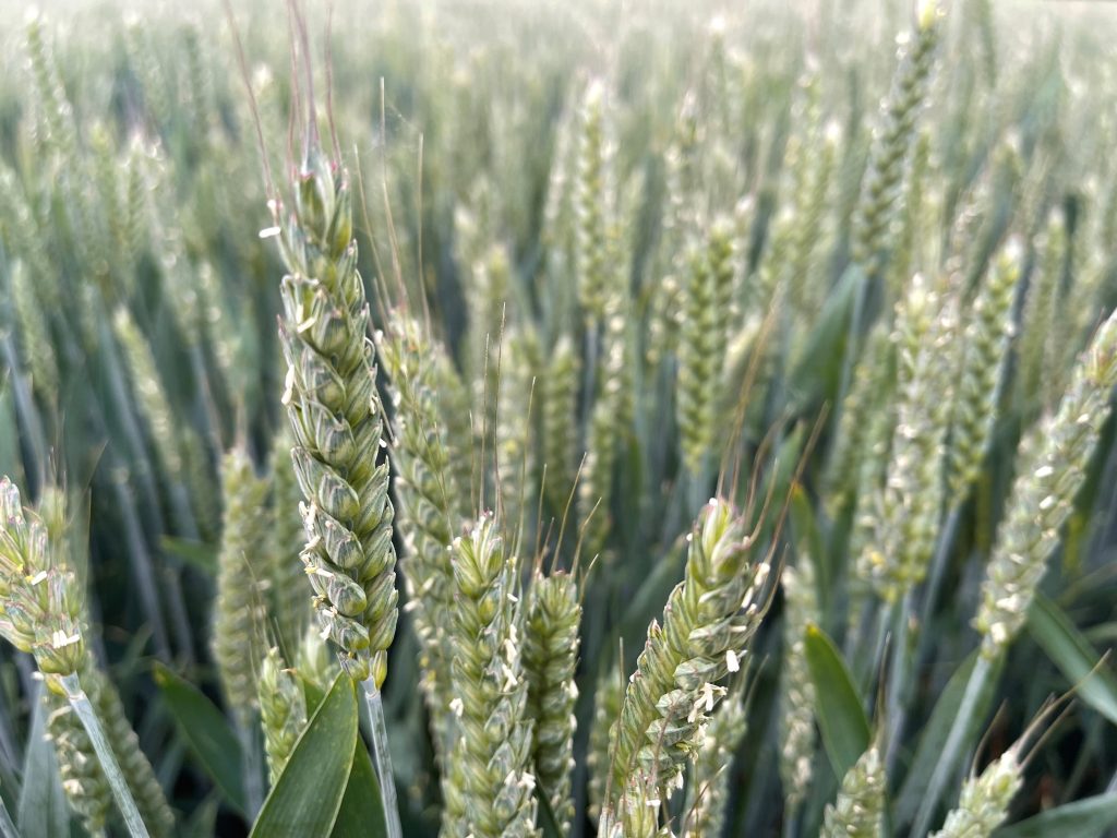 å° éº¥çŸ­ç¼ºçš„è§£æ±ºæ–¹æ¡ˆ:Â Genetically Modified Crops – å…¨ç ƒè¾²æ°‘ç¶²