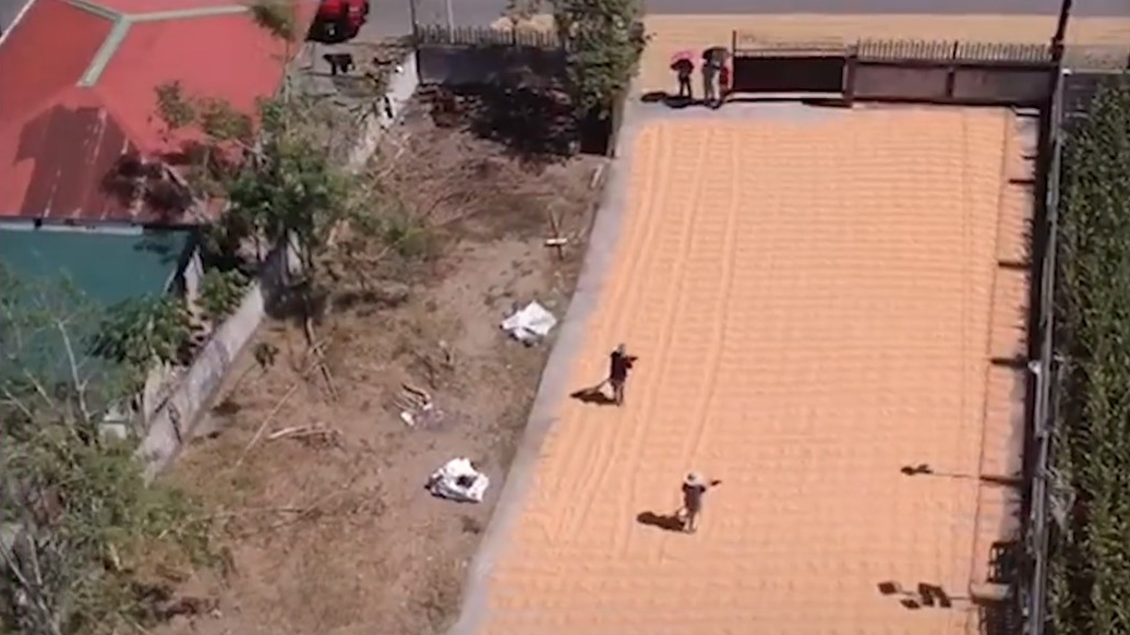 Philippines-Corn, Palm Oil, Rice – Global Farmer Network