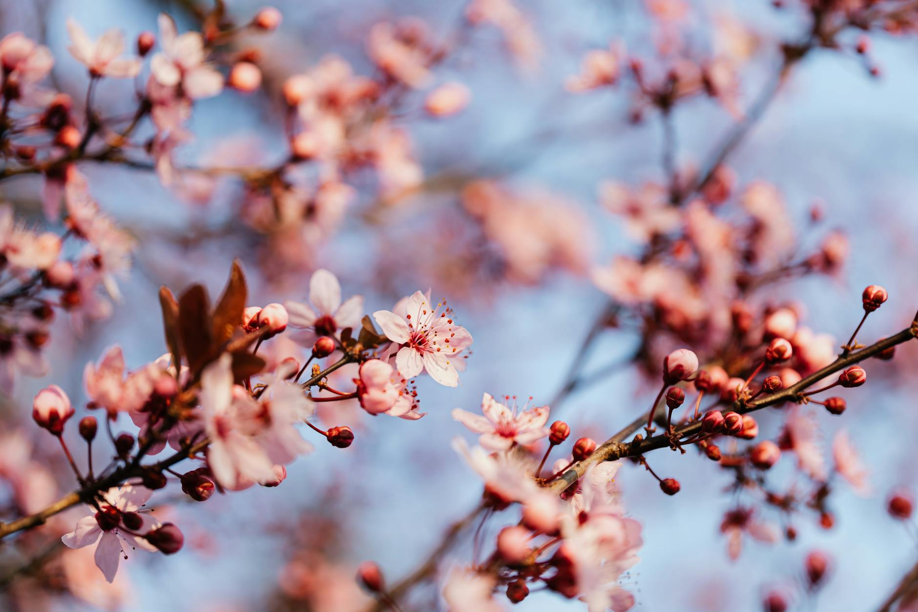 delicate pink flowers of blooming tree